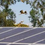 paneles-solares-son-una-amenaza-para-la-biodiversidad